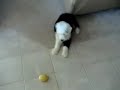 Jasper the Sheepdog with Lemon