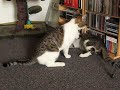 Mogli schl�gt zur�ck