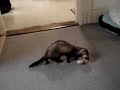 My Ferret Koko-Puff