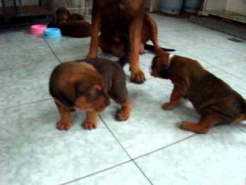 Hybrid English Bulldog - Super Hybrid Dog - American Pit Bull Terrier ...