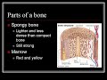 Skeletal System Structures and Functions Skeletal System Structures and Functions