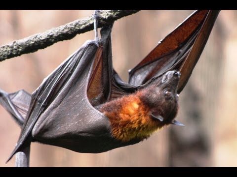 briczar22 - MEGABAT! Flying Fox -- Species Spotlight Check out one of the largest bats in the world! Bats are not to be feared but rather respected as an important creat...