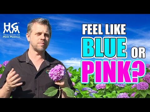 how to turn hydrangeas pink