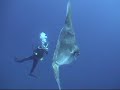 Bali Mola Mola at Nusa Lembongan part 2
