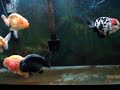 lionchu,ranchu,lionhead lionchu,ranchu,lionhead