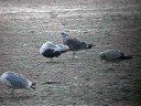 Lesser Black-backed Gull