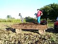 Manually manure spreading
