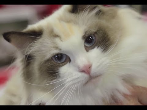 how to determine cat breed