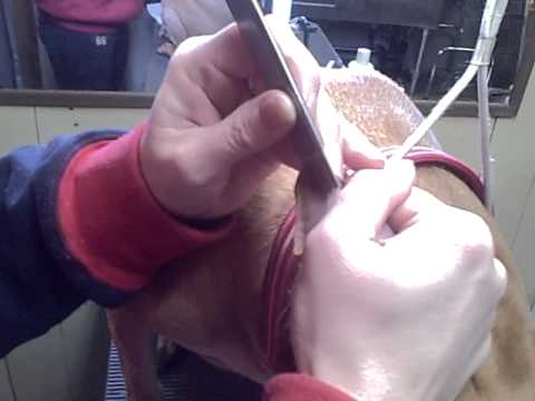 draining abbys ear hematoma