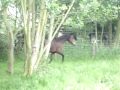 videos de Idana Van De Windmolen (Bentley Vd Heffinck x Apache du forest) 10 maand