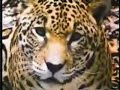 Jaguar Vs Crocodile