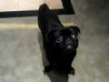 I love my baked, playful, energetic Black Pug!! I love my baked, playful, energetic Black Pug!!