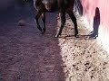 horse for sale,holsteiner,warmblood,8 months,new york,long island,short trot.MOV