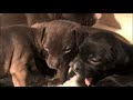 7 Pit Bull puppies 3 weeks old 7 Pit Bull puppies 3 weeks old