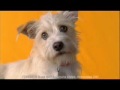 Pedigree Commercial- We see love