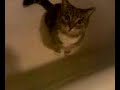 My cat Tara playing with the camera phone.