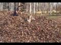 2008 Thanksgiving Leaf Rake