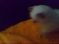 Pamuk my kitty4 Pamuk my kitty4