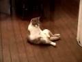 WiLBER THE CAT