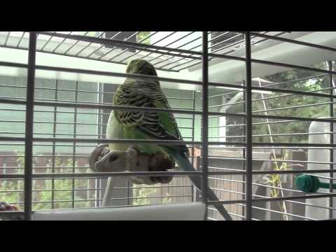 how to care budgies