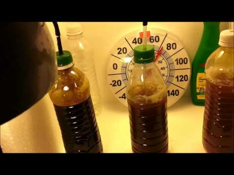 how to grow phytoplankton