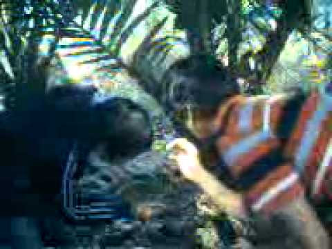 Suku Primitif - Dahsyattt....suku pemakan biji salak!!