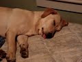 dog R.E.M.