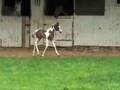 videos de 2008 Colt by Sempatico M - 2 Weeks