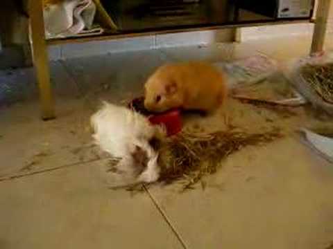 Cookie et Hamta