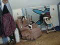 kitty and dog playing