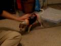 videos de Bella scared of the ghost sound