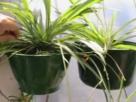 how to replant spider plant babies