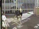 Stornarella:Raice(Siberian Husky) VS il Barlettano(fruttivendolo)