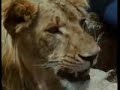 Christian el le�n - video original y completo  christian il leone - il racconto / christian the lion - the full story (in hq) /  lion -  / christian der lowe - die ganze geschichte / christian el le�n -
