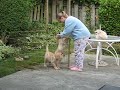puppies greeting jeanne in morning