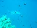 NAXOS MAGIATIKO by Bluefindivers Naxos Diving Center