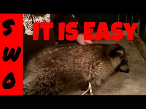 how to skin a raccoon