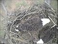 2008 Blackwater Eagle Cam - Incubating Video 3