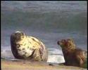 Adult Female Grey Seal