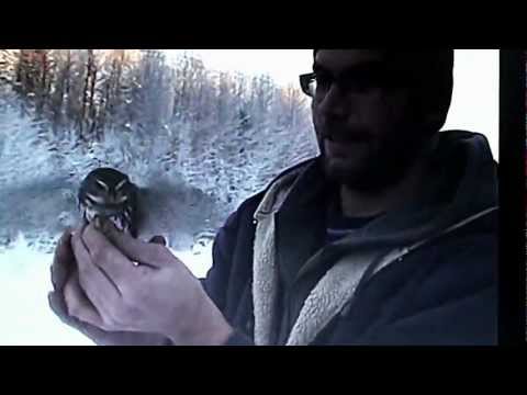 Pygmy Owl - Alberta Raptor Banders Ray, Richard and Corey banding our first Northern Pygmy owl in Northern Alberta.