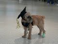 miika - dear little Brussles puppy grad. miika - dear little Brussles puppy grad.