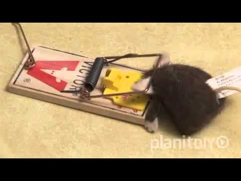 how to get rid mice