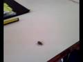 videos de Bacarozzo in classe