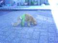 videos de poesje lief