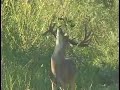 Primo Buck in the Rio Grande Valley with perfect rack of antlers