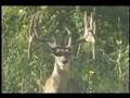 Richard Moore Primo Buck