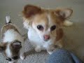 8 week old Chihuahua learns to sit