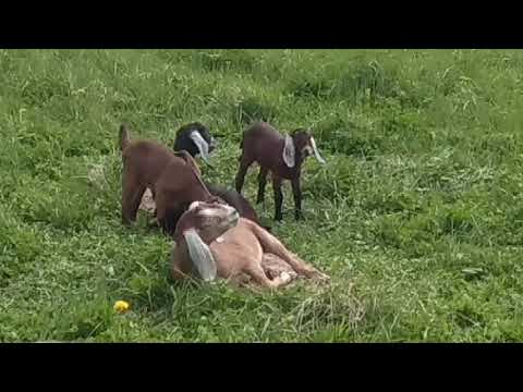 Нубийские козочки с козлятами