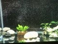 Bubbles In Aquarium After Water Change