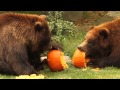 Bronx Zoo Bears Play with Pumpkins - YouTube